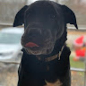 Meet your Posher, Maia